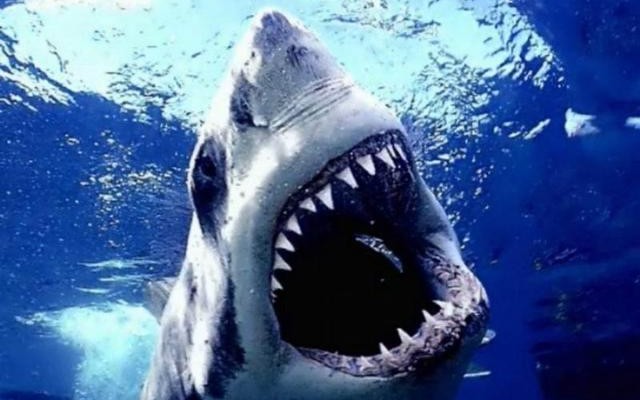 How to Survive Shark Week without Someone Losing a Limb - The TRUTH ...