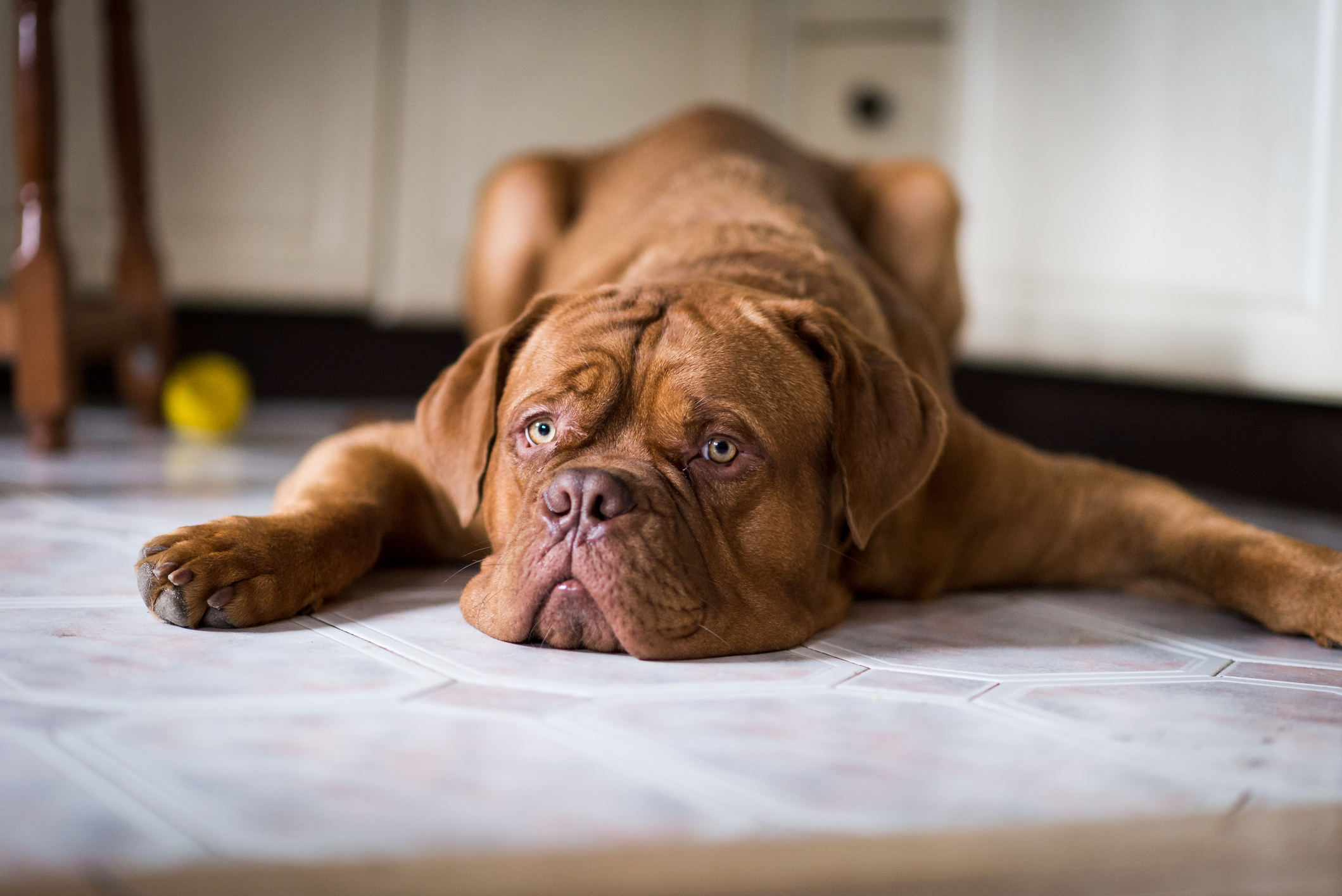 are french mastiff good family dogs